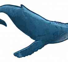 Един кит е риба или бозайник? Интересни факти за китовете