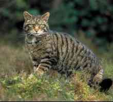 Китайска котка с големи очи: описание на породата, функции, снимка