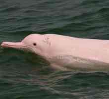 Китайски бял делфин: описание и начин на живот