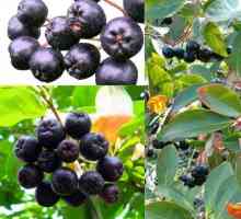 Черно покритие cotoneaster: описание и полезни свойства