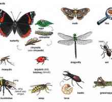 Класове насекоми: примери, видове, функции
