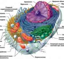Клетка: храна и строителство. Стойността на клетъчното хранене. Примери за клетъчно хранене