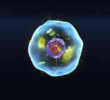 Клетъчната структура има ли всички живи организми? Биология: клетъчната структура на организма