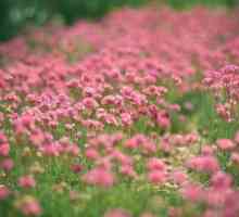 Детелина розово: лечебни свойства и методи за събиране на полезни растения