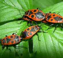 Bug Soldier: Характеристики на вида, особености и интересни факти