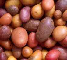Картофена клубена, кореновата система и надземната част: описание, характеристики