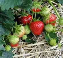 Ягода на ягоди: описание на сорта, култивиране, грижа