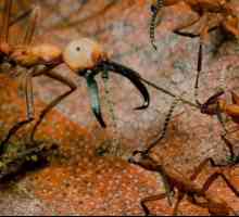 Номадични мравки: описание, характеристики, интересни факти и отзиви
