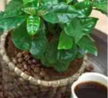 Кафе арабика - вътрешно растение от горещите тропици