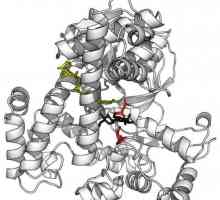 Коензимите са малки молекули с не-протеинова природа. Структура и приложение на коензими