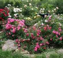 Кога е по-добре да засаждате рози - през пролетта или през есента? Засаждане на рози на открито