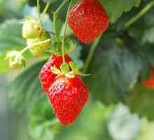 Кога да трансплантирате ягоди, за да получите здрави растения и ранни култури