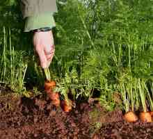 Кога да засаждаме моркови през пролетта?