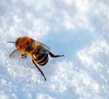 Кога да сложи пчелите от зимната хижа? Датите на изложбата на пчелите от зимната хижа през пролетта
