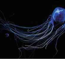 На кого наричат ​​австралийците морски оси? Особено опасни медузи на австралийски води