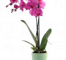 Кой се страхува от орхидея? Вредители на растение