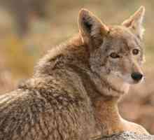 Койот - ливаден вълк, живеещ в Америка