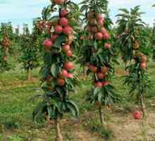 Колонообразно ябълково дърво Arbat: снимка и описание на сорта