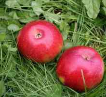 Колонообразно ябълково дърво Ostankino: описание, култивиране и грижи