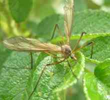 Дребният комар е безопасно насекомо, което се храни с нектар