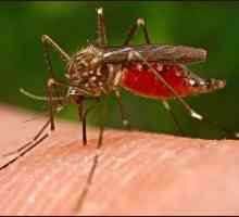 Ухапвания от комари при деца: какво да размазвате