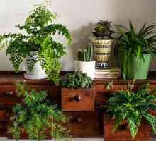 Стайни растения носят нещастие на къщата. Народни знаци