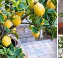 Стая лимон: грижа за дома, култивация, снимки, болести, цъфтеж, размножаване