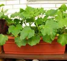 Стая "градина": как да се отглеждат краставици на балкона