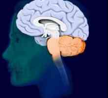 Крайният мозък: структура и функция