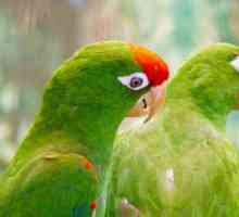 Конгоански папагал: описание, характеристики на грижите, таланти
