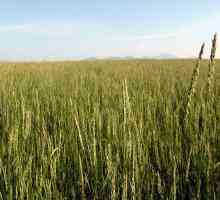Корен на пшеница трева: лечебни свойства и противопоказания, рецепти и прегледи