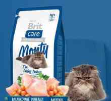 Feed Brit за котки: преглед, прегледи на ветеринарните лекари