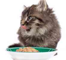 Котешка храна за чувствително храносмилане: преглед, видове, функции и отзиви