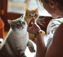 Храна за котки "Всеки ден": клиентски отзиви