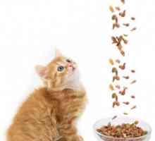 Хранене за първокласни котенца: суха или мокра? Каква е най-добрата храна за котенце?