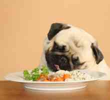 Диета за храна за кучета: характеристиките на избора. Ефекти върху тялото на животното при…