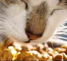 Хранене "Happy Cat" (за котки): описание, видове, ревюта на собствениците на животни