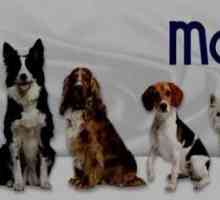 Меню `Monge `за кучета: описание, полезни свойства
