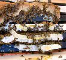 Хранене на пчели със захарен сироп за зимата: правила и пропорции