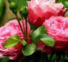 Розови рози: засаждане и грижи