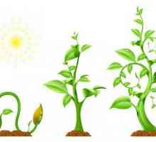 Корени-ремаркета: примери за растения