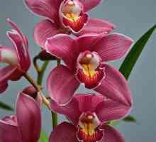 Кралски орхидеи: снимка, грижа за дома