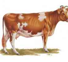 Кравата от крава Ayrshire е най-добрият избор за стабилно производство на мляко