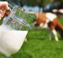Краве мляко: състав и свойства. Състав на краве мляко - маса