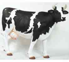 Крави от черна и пъстър порода, тяхното отглеждане, производителност