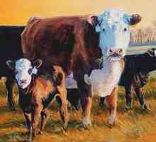Порода крави от Херефорд: характеристики, съдържание, снимки и цена на телетата