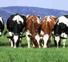 Крави от млечна порода: характеристики на развъждането. Крави от млекопроизводство: породи