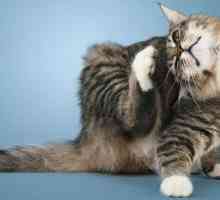 Котката издрасква ухото: причините и лечението. Капки от ухото за котки