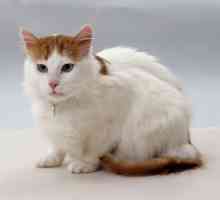 Котка на породата турски ван: описание, снимка, ревюта