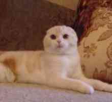Cat Scottish Scottish Straight: описание на породата, характер, снимка